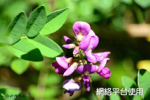 Millettia pulchra (Benth.) Kurz var. microphylla Dunn????