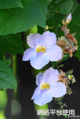 Thunbergia grandiflora Roxb.????