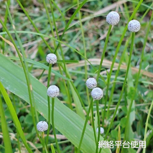 Eriocaulon sexangulare L.?????