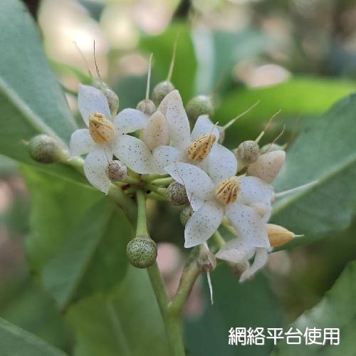 Ardisia cornudentata Mez???