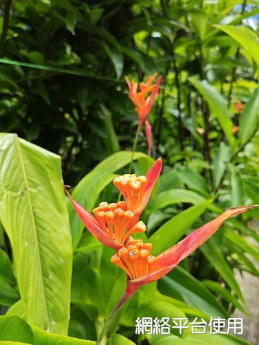 Heliconia psittacorum Sess & Moc.???