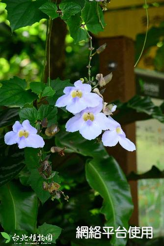 Thunbergia grandiflora Roxb.????