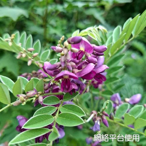 Millettia pulchra (Benth.) Kurz var. microphylla Dunn????