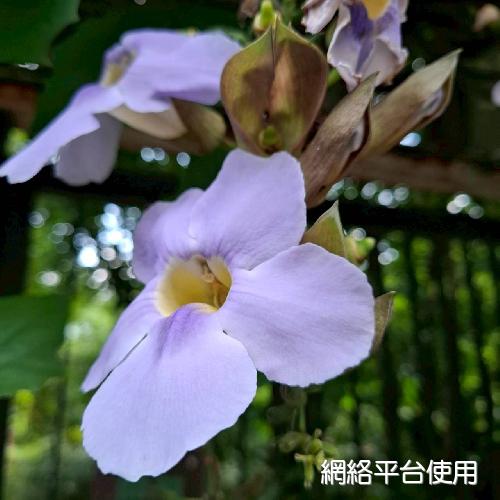 Thunbergia grandiflora Roxb.????