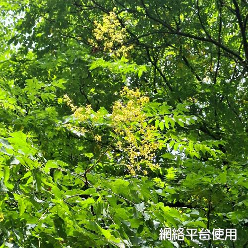 Koelreuteria bipinnata Franch.?????