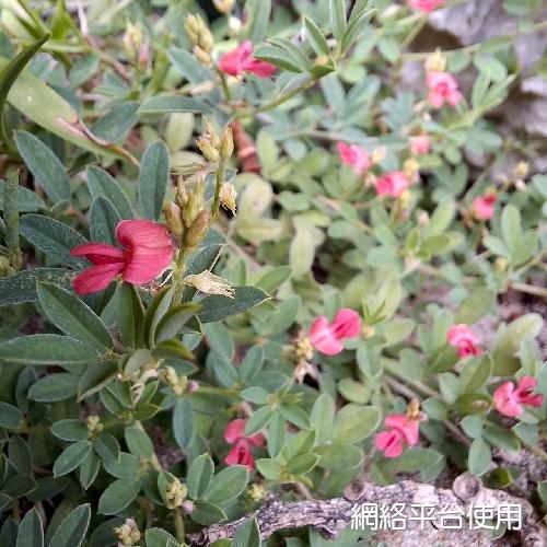 Indigofera taiwaniana T. C. Huang & M. J. Wu????