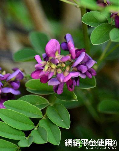 Millettia pulchra (Benth.) Kurz var. microphylla Dunn????