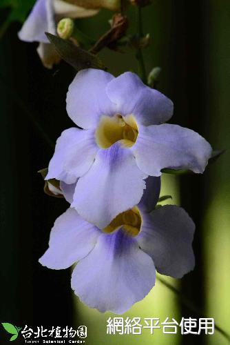 Thunbergia grandiflora Roxb.????