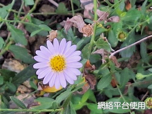 Aster shimadai (Kitam.) Nemoto??????