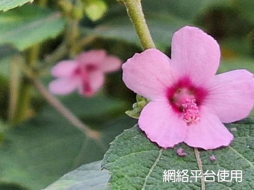 <I>Urena</I> <I>procumbens</I> L. ???