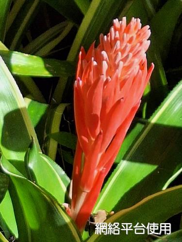Billbergia pyramidalis (Sims) Lindl.????