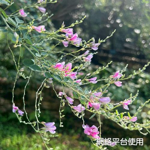 Lespedeza bicolor Turcz.???