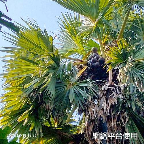 Borassus flabellifer L.???