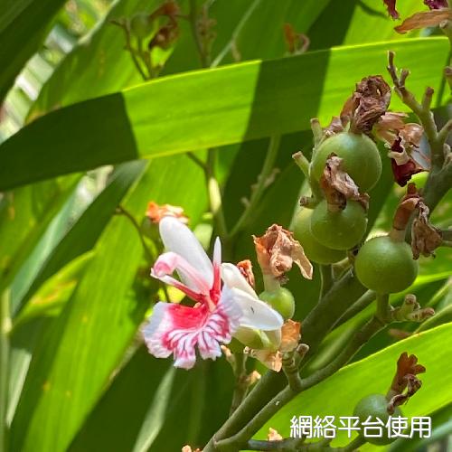 Alpinia officinarum Hance???