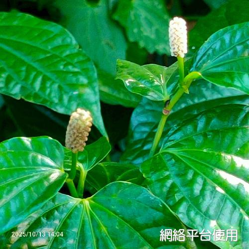 Piper sarmentosum Roxb.