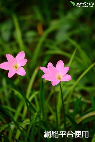 Zephyranthes carinata (Spreng.) Herb.??