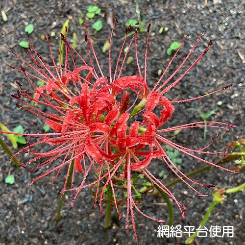 Lycoris radiata (L' Her.) Herb.????