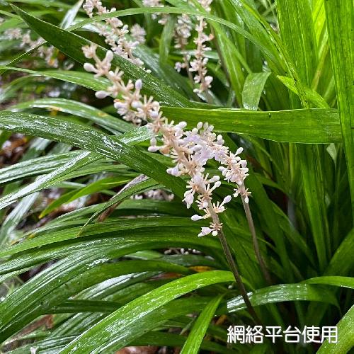 Liriope spicata (Thunb.) Lour.???