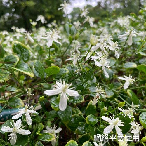 Clematis terniflora DC. var. garanbiensis (Hayata) M. C. Chang??????