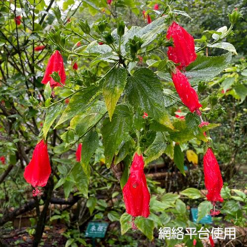 Malvaviscus arboreus (L.) Cav.????