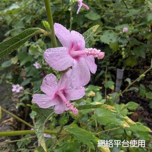 Urena procumbens L.???