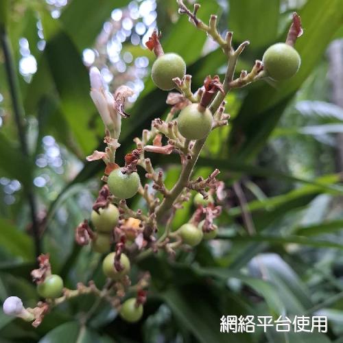 Alpinia officinarum Hance???