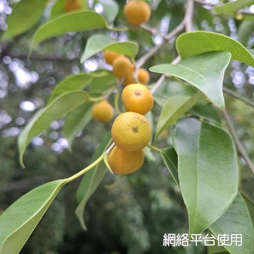 Ficus benjamina L. var. nuda (Miq.) Barrett????