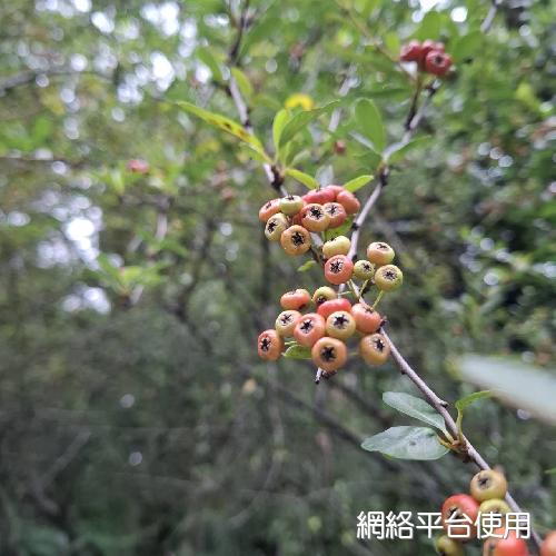 Pyracantha crenulata (D. Don) M. Roem.?????