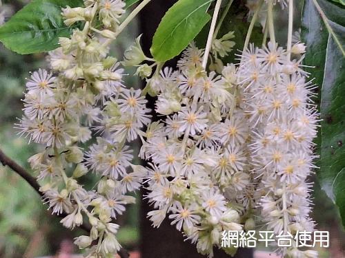 Homalium cochinchinensis (Lour.) Druce???