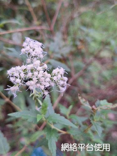 Eupatorium formosanum Hayata