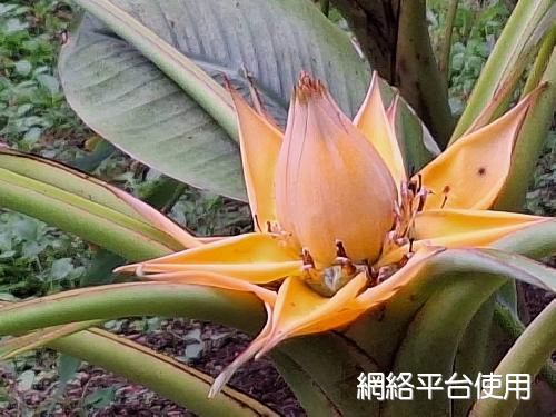 Musella lasiocarpa (Franch.) H. W. Li????