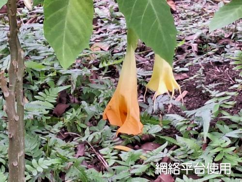 Brugmansia aurea Lagerh.?????