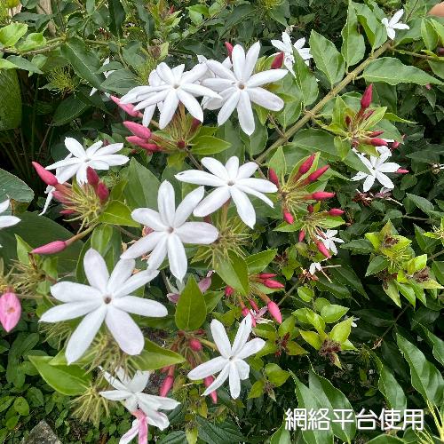 Jasminum dichotomum Vahl