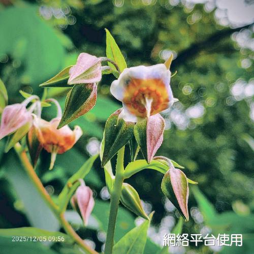 Trichodesma calycosum Collett & Hemsl.???