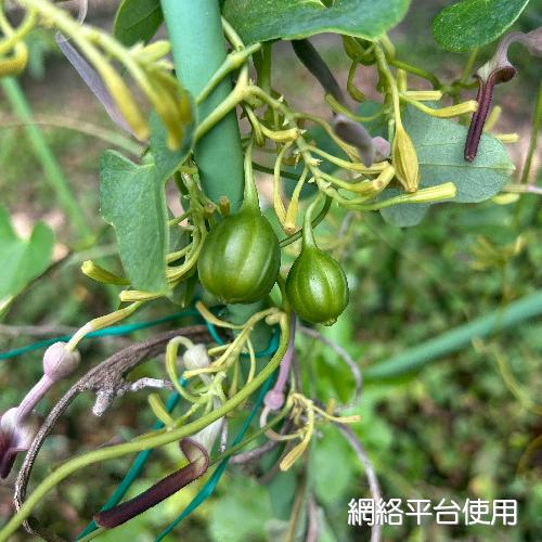 Aristolochia zollingeriana Miq.?????