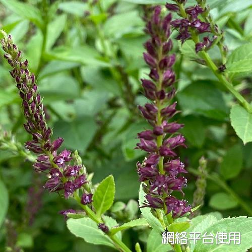 Veronicastrum loshanense Tien T. Chen & F. S. Chou?????