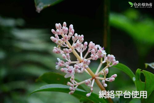 Medinilla formosana Hayata??????
