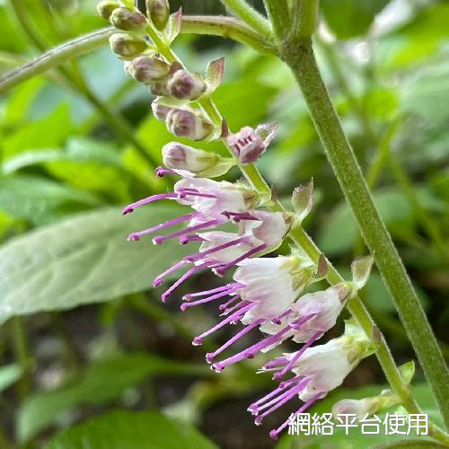 Keiskea macrobracteata Masamune?????