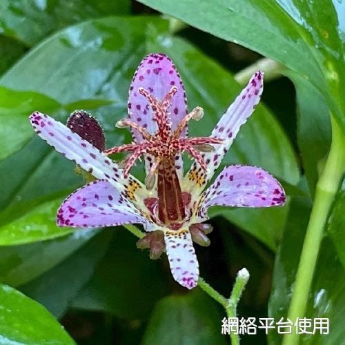 Tricyrtis formosana Bak.?????