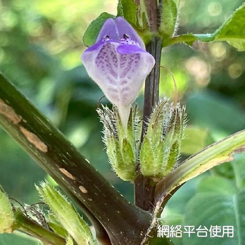 Hygrophila pogonocalyx Hayata?????