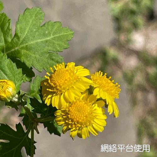 Chrysanthemum lavandulifolium (Fisch. ex Trautv.) Makino var. tomentellum Hand.-Mazz.????