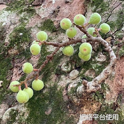 Ficus racemosa L.???