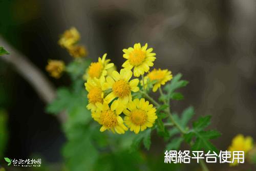Chrysanthemum lavandulifolium (Fisch. ex Trautv.) Makino var. tomentellum Hand.-Mazz.????