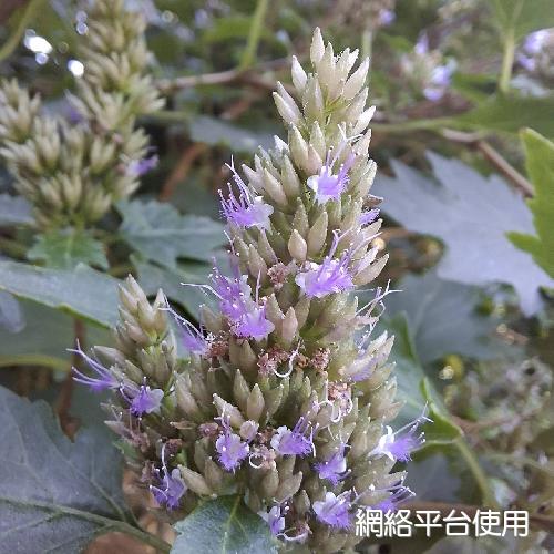 Pogostemon formosanus Oliv.???