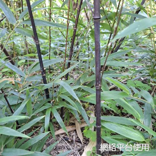 Phyllostachys nigra (Lodd.) Munro??