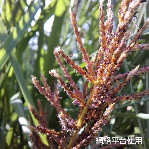 Narenga porphyrocoma (Hance) Bor???