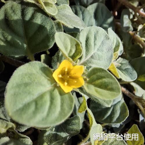 Lysimachia japonica Thunb.??