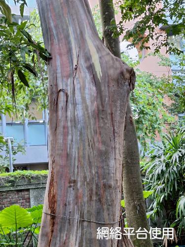 Eucalyptus deglupta Blume???