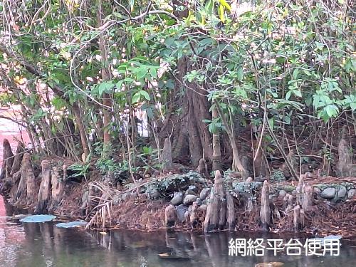 Taxodium distichum (L.) Rich.???