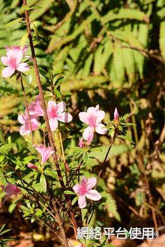 Rhododendron kanehirae Wilson